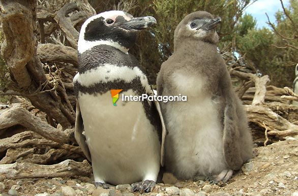 Madre e hijo - Puerto Deseado