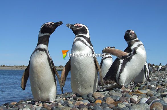 Posando para la foto - Puerto Deseado