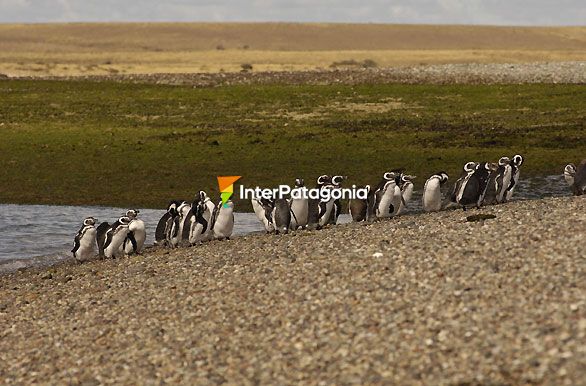 Pingüinos - Puerto Deseado