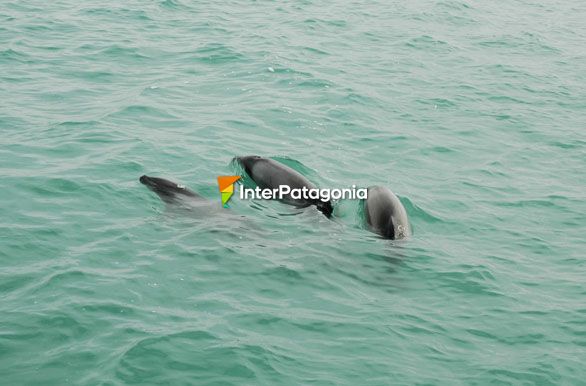 Toninas en la ra - Puerto Deseado