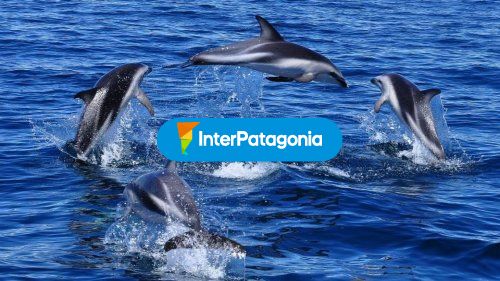 Delfines