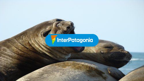 Animales marinos