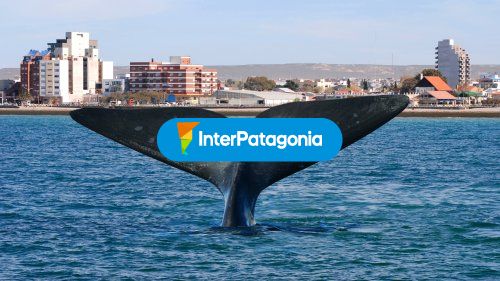 Ballena y ciudad