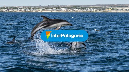 Avistaje de delfines