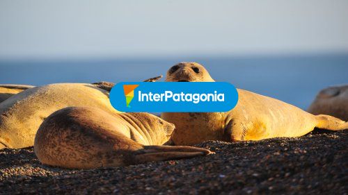 Animales marinos