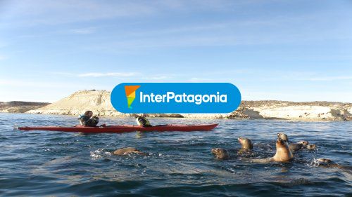 Kayak y lobos marinos