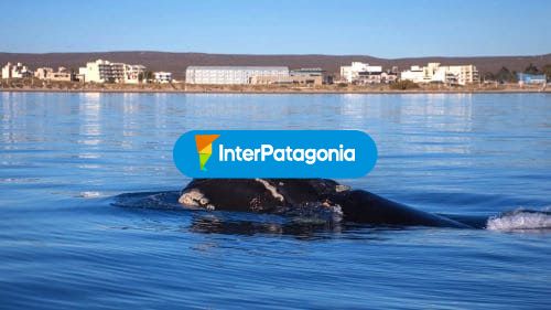 Avistaje de ballenas