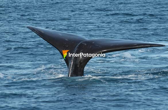 Whale tail - Puerto Madryn