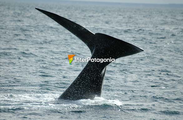 Avistaje de ballena - Puerto Madryn