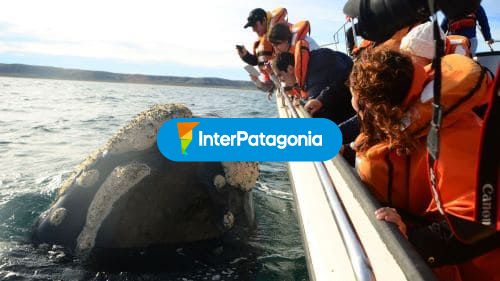 Avistaje de ballenas