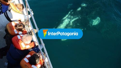 Avistaje de ballenas