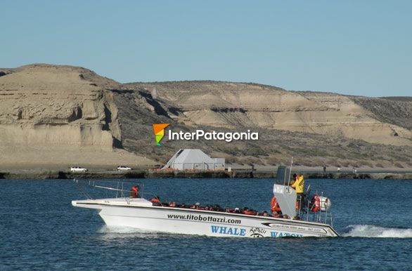 Avistajes en Pto. Piramides - Puerto Madryn