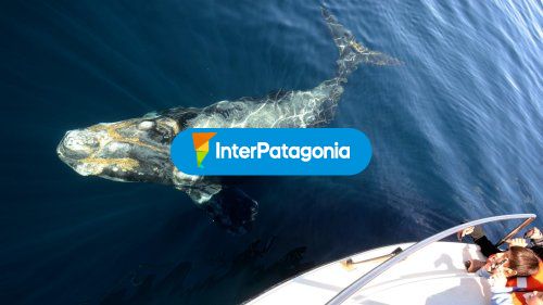 Ballenas