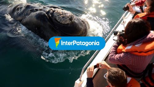 Avistaje de ballenas