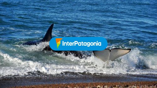 Ballena en la orilla