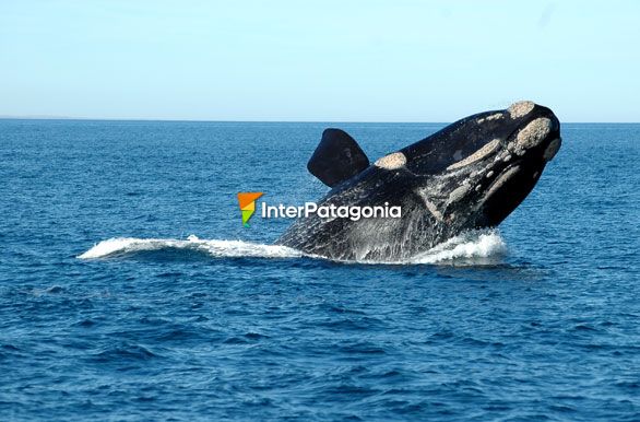 Whale - Puerto Madryn