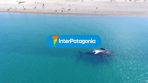 Ballenas desde el aire