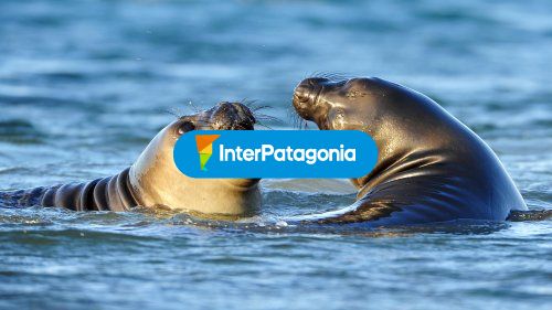 Animales marinos