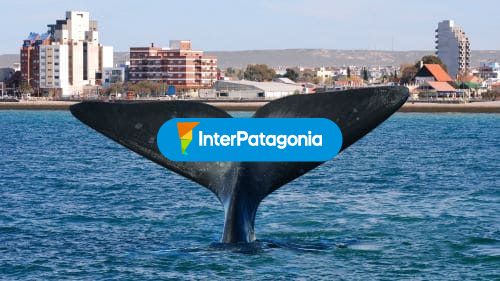 Ballena y ciudad