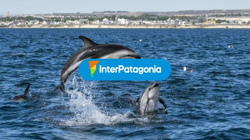 Avistaje de delfines
