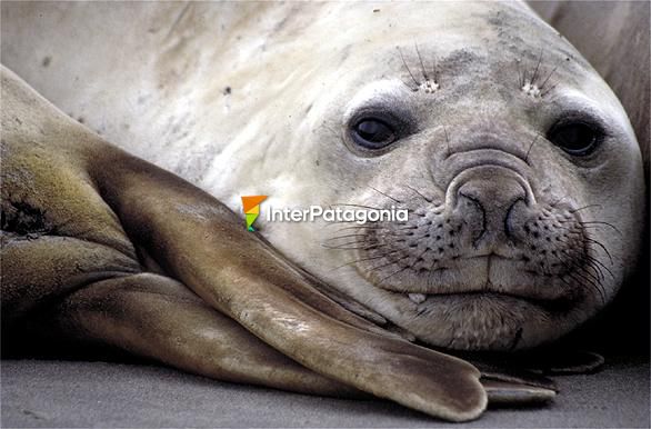 Elephant seal (female) in Punta Delgada, Pennsula de Valds - Puerto Madryn