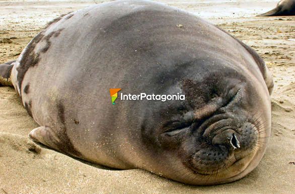 Durmiendo la siesta - Puerto Madryn