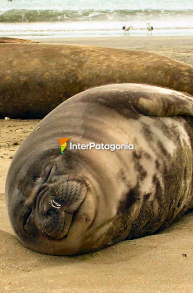 La hora de la siesta - Puerto Madryn