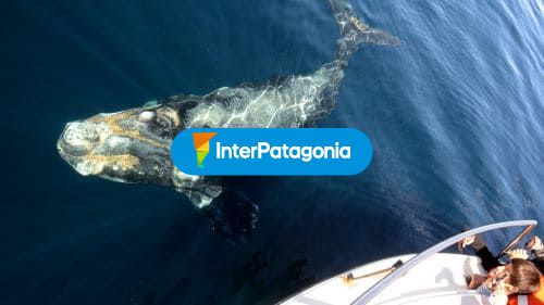 Ballenas