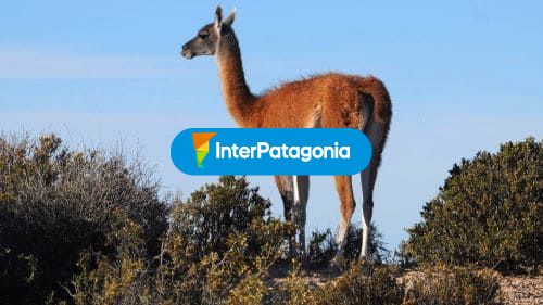 Guanaco