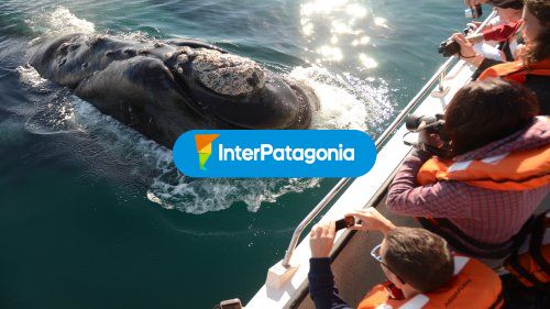 Avistaje de ballenas
