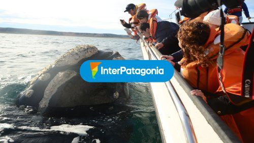Avistaje de ballenas