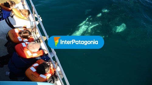 Avistaje de ballenas