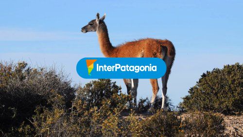Guanaco