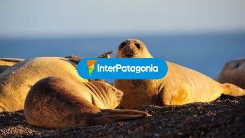 Animales marinos