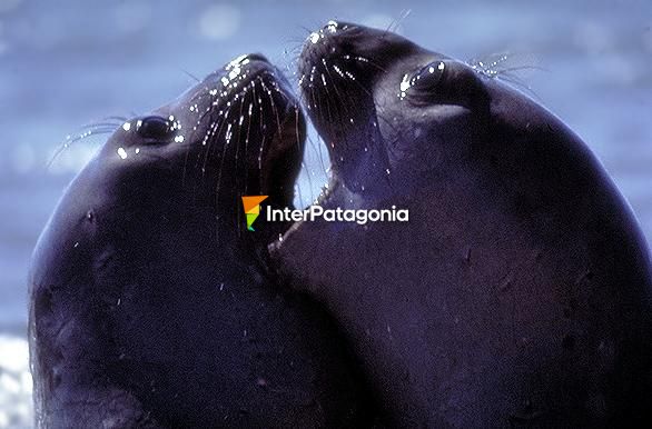 Sea lions - Puerto Madryn