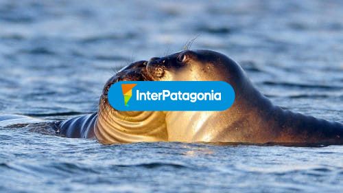 Animales marinos