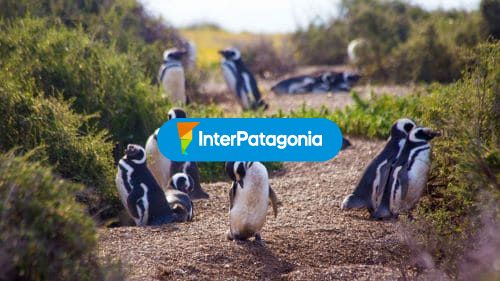 Pingüinos
