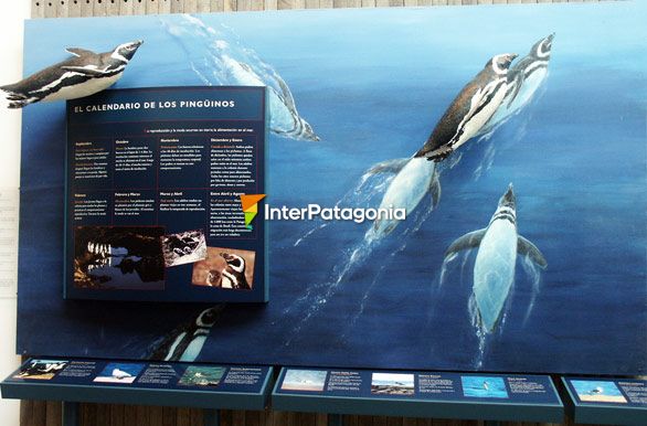 Museo Oceanofrfico - Puerto Madryn