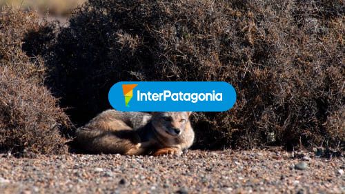 Fauna patagónica