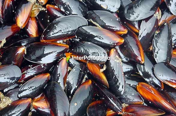 Mejillones en el mercado - Puerto Montt