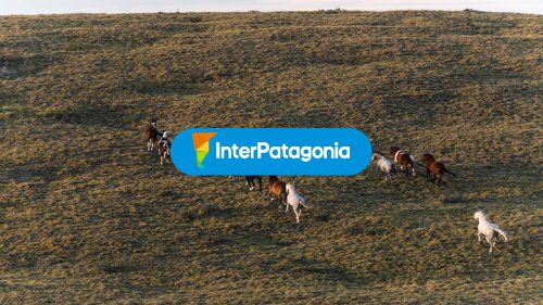 Caballos en estancia Porfin
