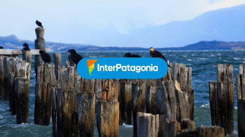 Vistas con Cormoranes
