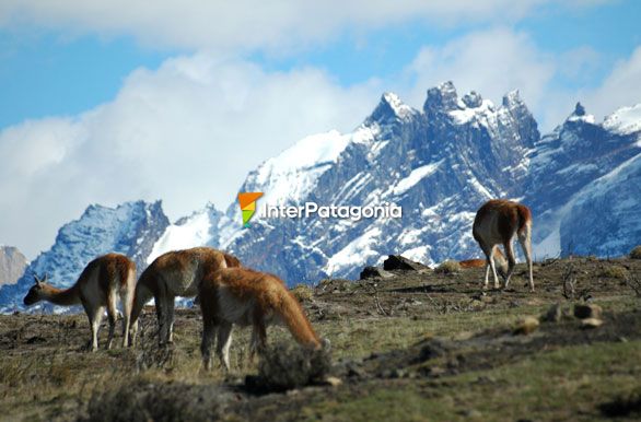 Guanacos en el paisaje - Puerto Natales