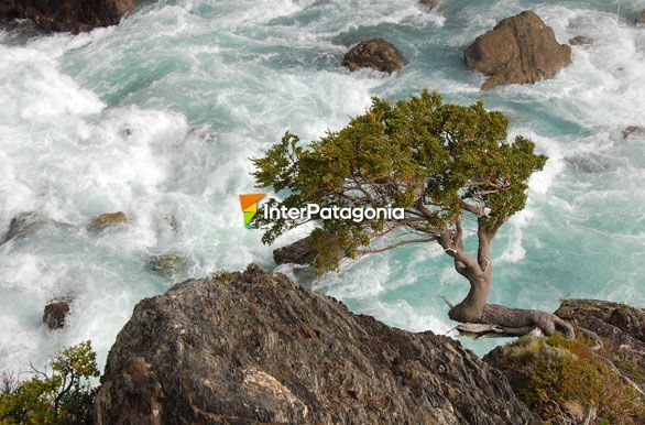 Arbol en el Salto Grande - Puerto Natales