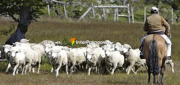 Produccin lanar - Puerto Natales