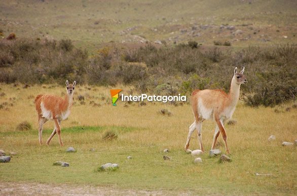 Fauna tpica - Puerto Natales