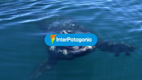 Ballena