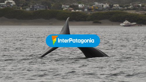 Cola de ballena