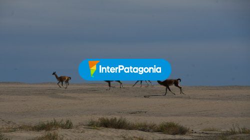 Guanacos