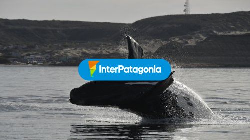 Ballenas